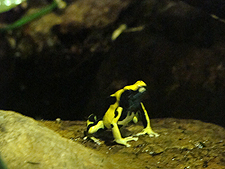 frog