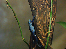 frog