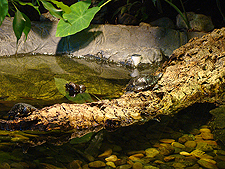 turtles