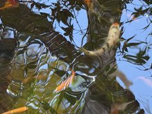 pond