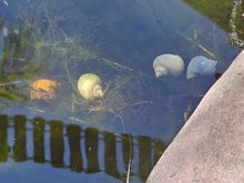 pond