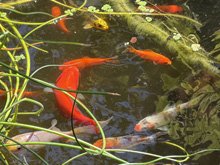 pond