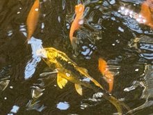 pond