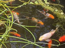 pond