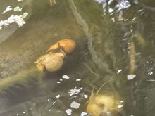pond