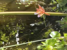 pond