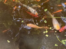 pond