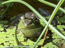 pond