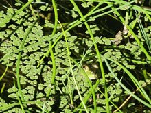 pond