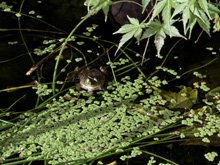 pond