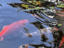 pond