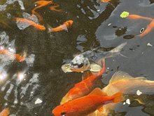 pond