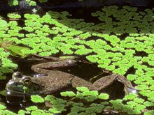 pond