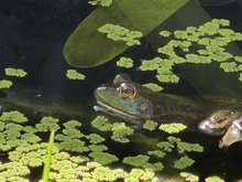 pond