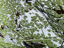 pond