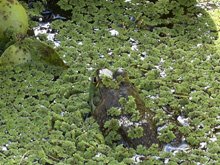 pond
