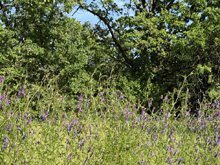Roseland Creek Trail