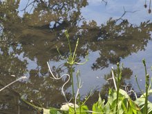 Roseland Creek Trail
