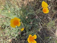 Roseland Creek Trail