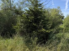 Roseland Creek Trail