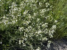 Roseland Creek Trail