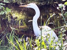 Roseland Creek Trail