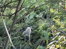 Roseland Creek Trail