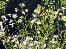 Roseland Creek Trail