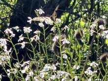 Roseland Creek Trail