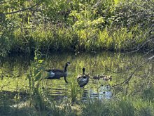 Roseland Creek Trail