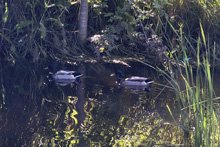 Roseland Creek Trail