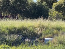 Roseland Creek Trail