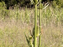 Roseland Creek Trail