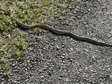 Roseland Creek Trail