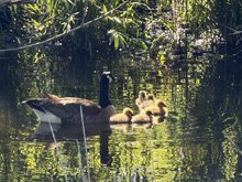 Roseland Creek Trail