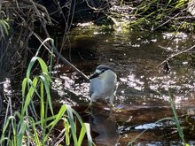 Roseland Creek Trail