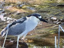 Roseland Creek Trail