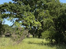 Roseland Creek Trail