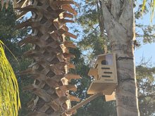 squirrel box