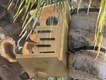 squirrel box