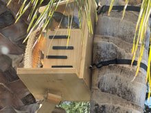 squirrel box