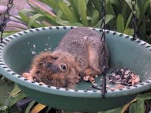 squirrel box
