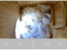 squirrel box