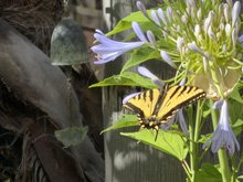 summer