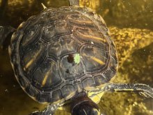 new turtle