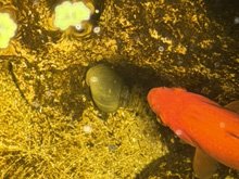 new turtle
