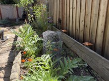 vegetable garden