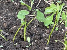 vegetable_garden
