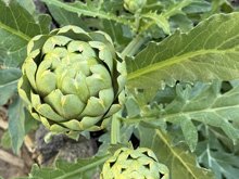 vegetable_garden