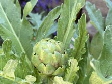 vegetable_garden_26/vegetables